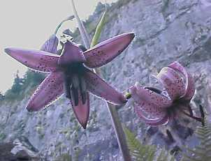 Picture of pupleish flowers
