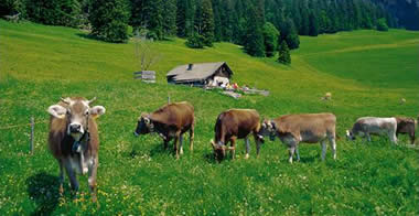 Cows in a Pasture