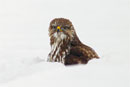 Picture of bird in the snow
