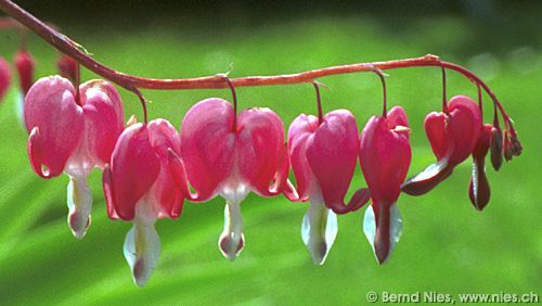 Picture of Pink Flowers