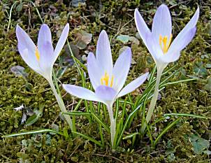 Picture of blueish flowers