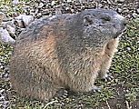 Picture of marmot